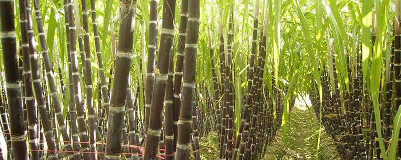 甘蔗的盆栽养护方法