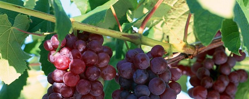 葡萄的盆栽养护方法