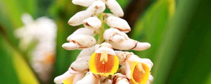 艳山姜的盆栽养护方法