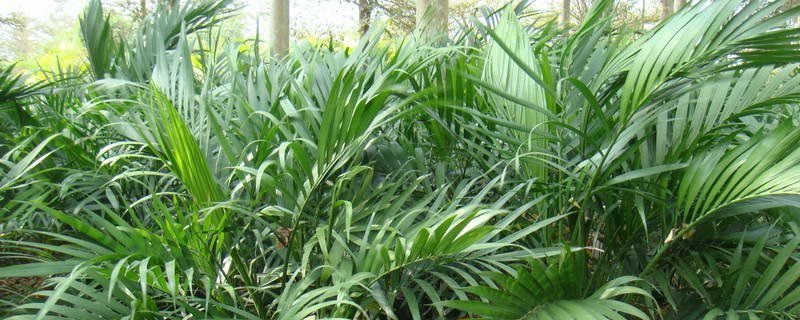 富贵椰子的盆栽养护方法