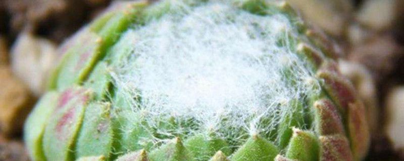 蛛丝卷绢的盆栽养护方法
