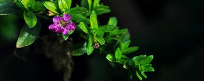紫萼距花的盆栽养护方法