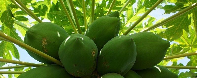 木瓜的盆栽养护方法