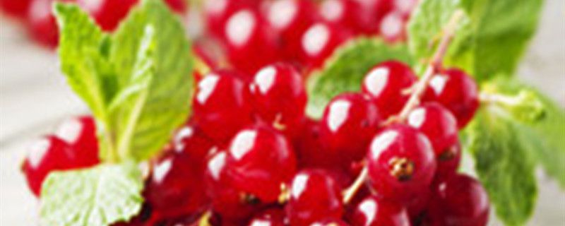 鹅莓的盆栽养护方法